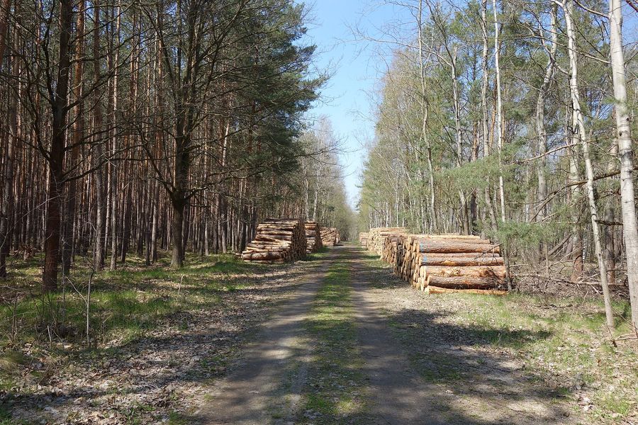 Waldweg mit gestapeltem Holz am Wegrand