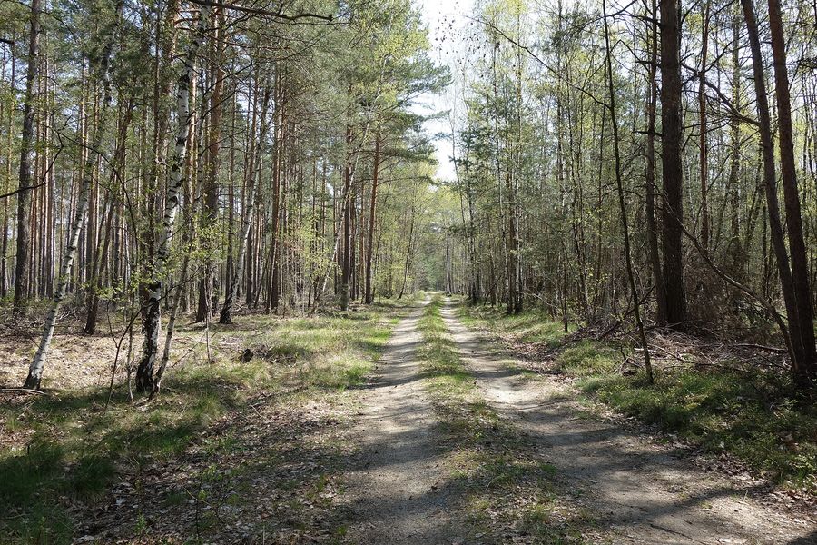 Gerader Waldweg zwischen Kiefern