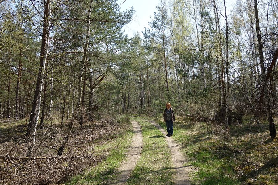 Sandiger Waldweg durch Kiefern und Birken